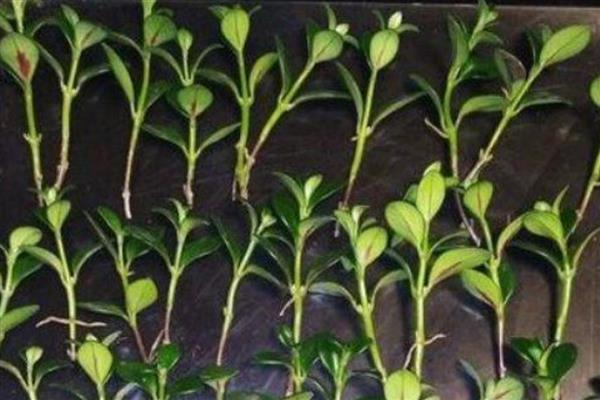 金鱼花有没有毒，属于无毒植物可以养在室内