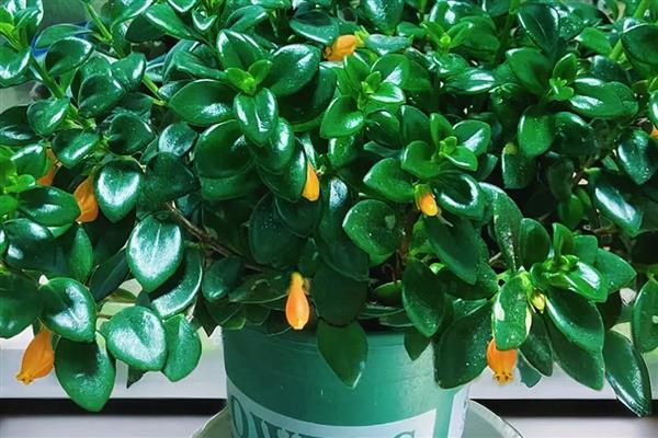 金鱼花有没有毒，属于无毒植物可以养在室内