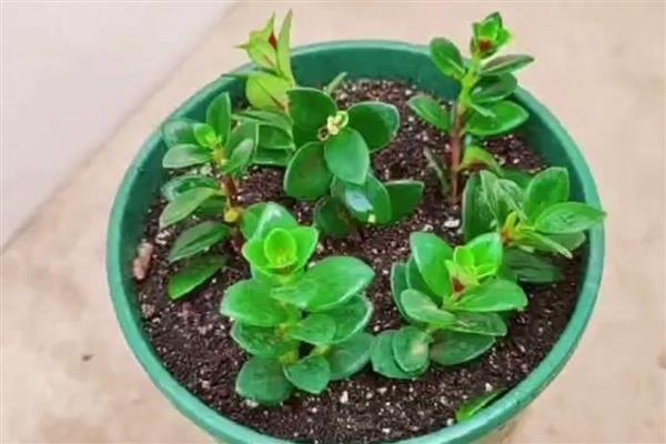 金鱼花有没有毒，属于无毒植物可以养在室内