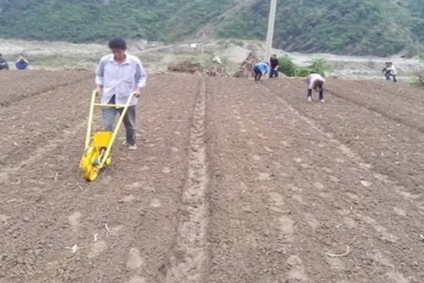 防风怎么种植，用根部扦插可提高成活率