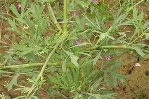 防风怎么种植，用根部扦插可提高成活率