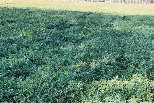 防风怎么种植，用根部扦插可提高成活率