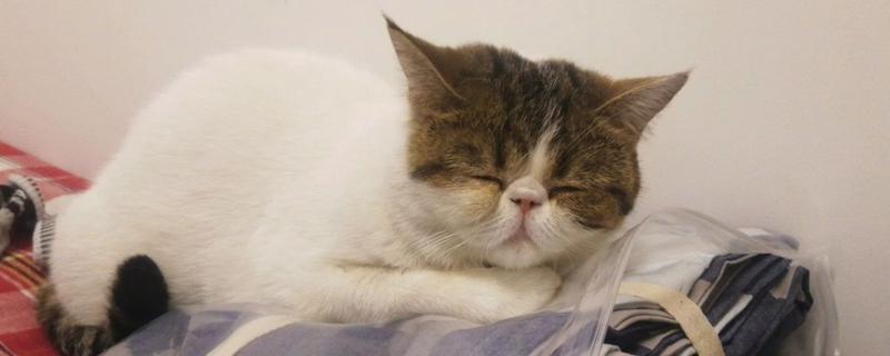 猫咪便血的原因，可能是体内寄生虫感染所致