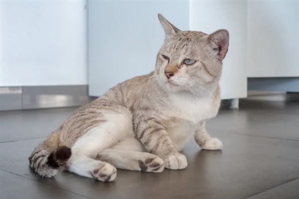 猫咪便血的原因，可能是体内寄生虫感染所致