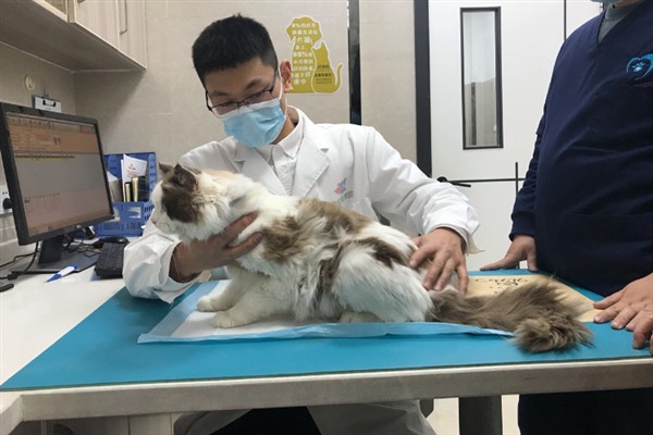 猫咪便血的原因，可能是体内寄生虫感染所致