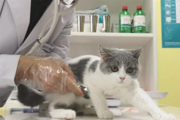 猫咪便血的原因，可能是体内寄生虫感染所致