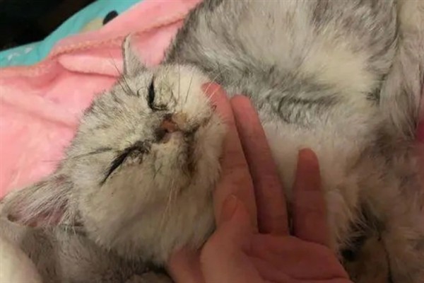 猫咪便血的原因，可能是体内寄生虫感染所致