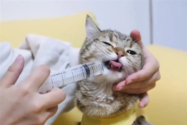 猫咪便血的原因，可能是体内寄生虫感染所致