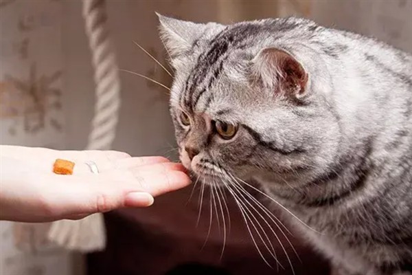 猫咪便血的原因，可能是体内寄生虫感染所致