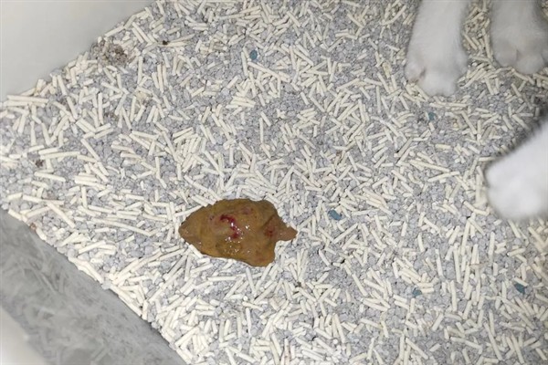 猫咪便血的原因，可能是体内寄生虫感染所致