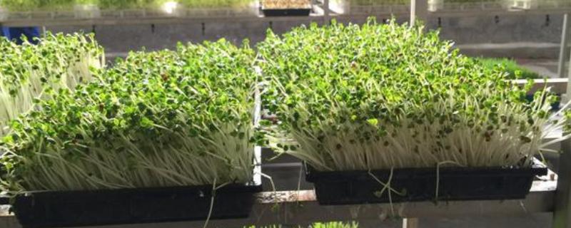 大棚芽苗菜的种植技术，播种前需要先浸种处理