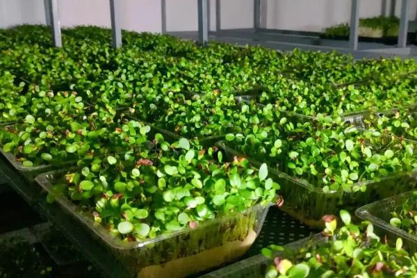 大棚芽苗菜的种植技术，播种前需要先浸种处理
