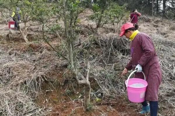 杨梅树叶子发黄的原因，可能是缺乏水分或病害侵袭所致