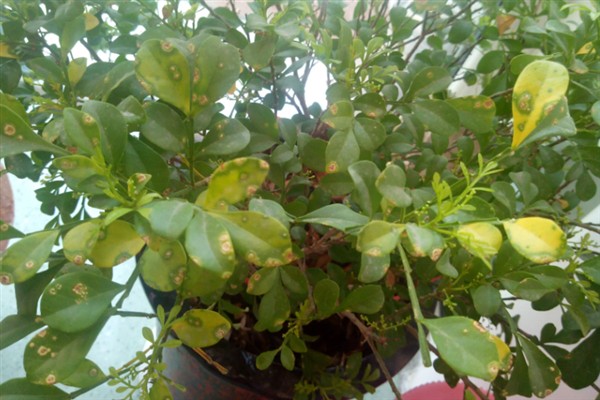 花叶子发黄的原因，可能是浇水不当或环境太干所致