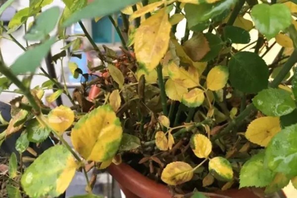 花叶子发黄的原因，可能是浇水不当或环境太干所致