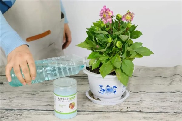 花叶子发黄的原因，可能是浇水不当或环境太干所致