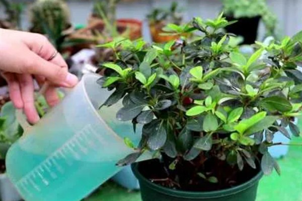 花叶子发黄的原因，可能是浇水不当或环境太干所致