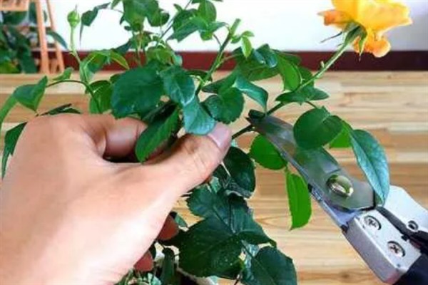 花叶子发黄的原因，可能是浇水不当或环境太干所致