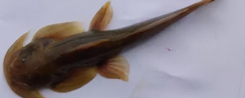 石巴子的简介，学名叫做黄石爬鮡