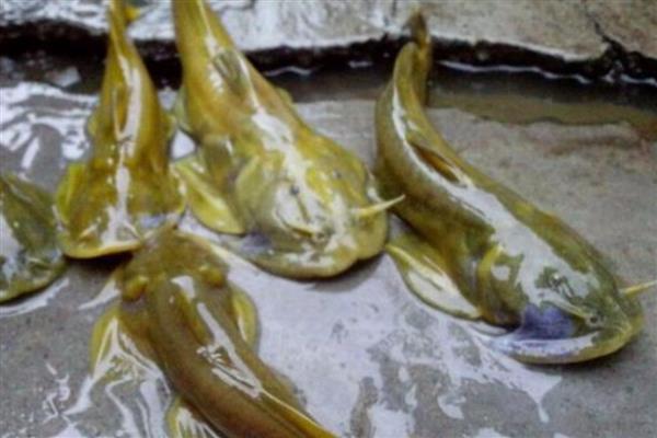 石巴子的简介，学名叫做黄石爬鮡