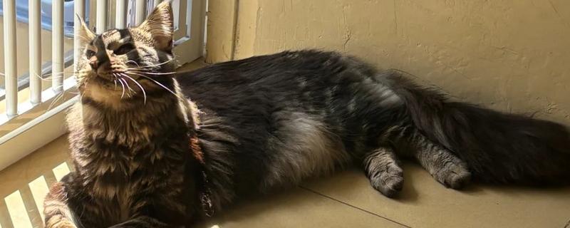 治疗猫癣能不能用酒精消毒，只能消除表面的细菌无法根治