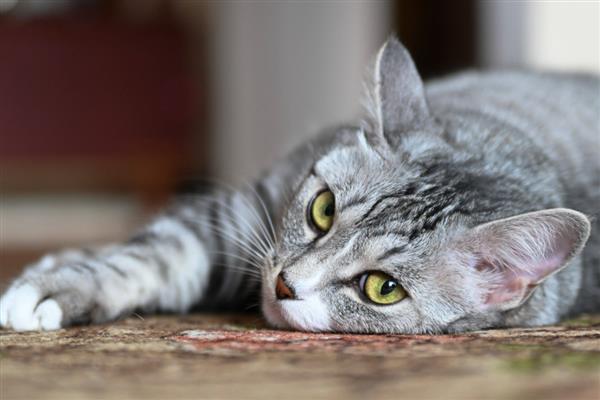 治疗猫癣能不能用酒精消毒，只能消除表面的细菌无法根治