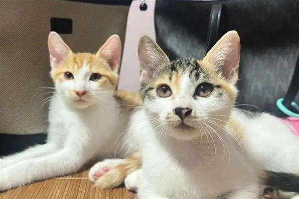 治疗猫癣能不能用酒精消毒，只能消除表面的细菌无法根治
