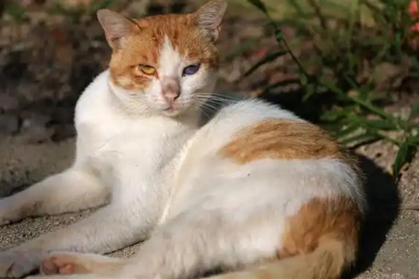 治疗猫癣能不能用酒精消毒，只能消除表面的细菌无法根治