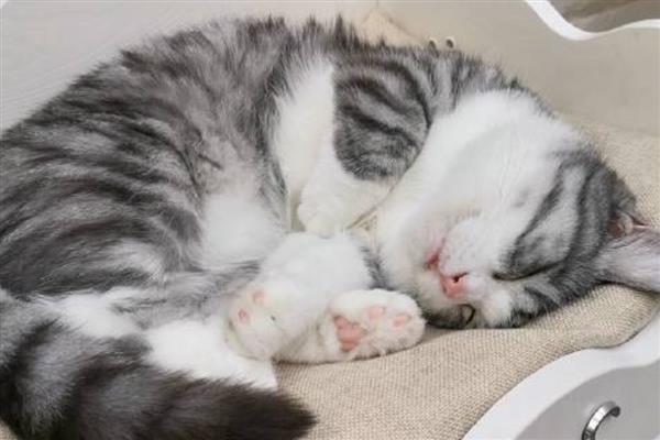治疗猫癣能不能用酒精消毒，只能消除表面的细菌无法根治
