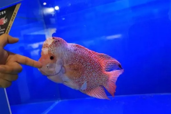 罗汉鱼的别称，具有彩鲷、花罗汉等叫法