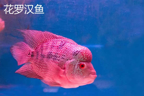 罗汉鱼的别称，具有彩鲷、花罗汉等叫法