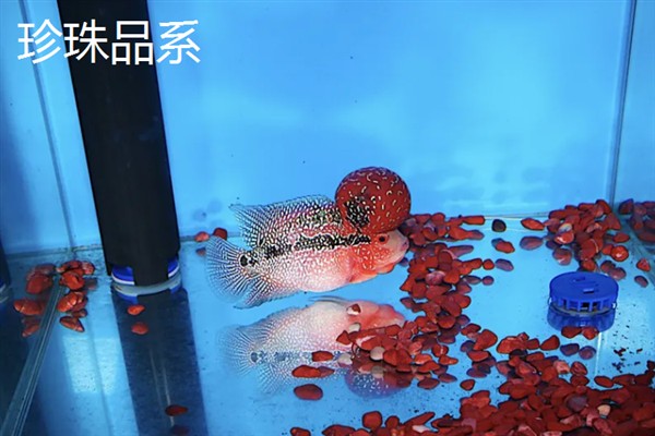 罗汉鱼的别称，具有彩鲷、花罗汉等叫法