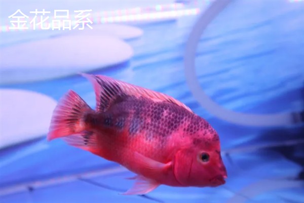 罗汉鱼的别称，具有彩鲷、花罗汉等叫法