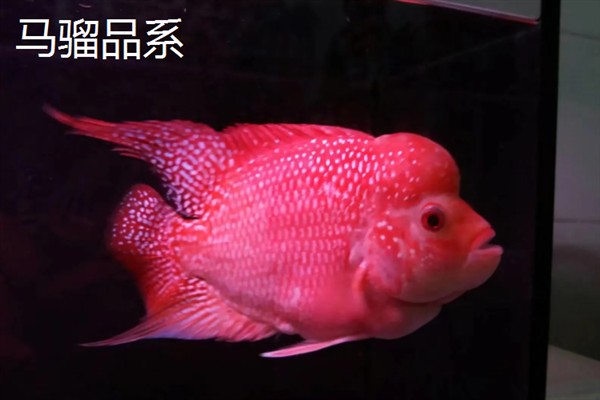 罗汉鱼的别称，具有彩鲷、花罗汉等叫法