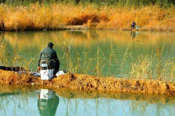 冬季钓鲤鱼的技巧，建议在气温高且晴朗的天气出钓