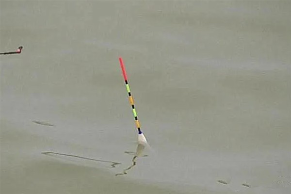 冬季钓鲤鱼的技巧，建议在气温高且晴朗的天气出钓