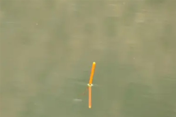 冬季钓鲤鱼的技巧，建议在气温高且晴朗的天气出钓