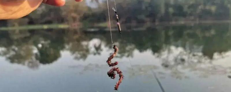 钓鱼用蚯蚓还是猪肝，垂钓杂食性鱼类更适合用蚯蚓