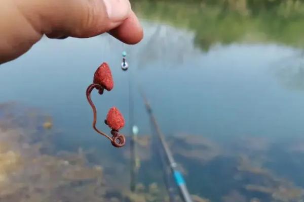 钓鱼用蚯蚓还是猪肝，垂钓杂食性鱼类更适合用蚯蚓
