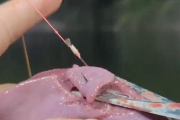 钓鱼用蚯蚓还是猪肝，垂钓杂食性鱼类更适合用蚯蚓