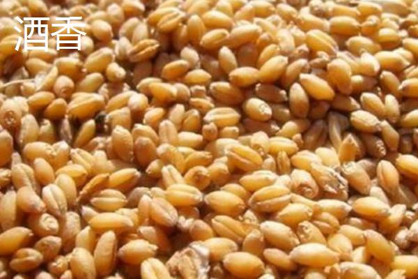 钓鱼用蚯蚓还是猪肝，垂钓杂食性鱼类更适合用蚯蚓