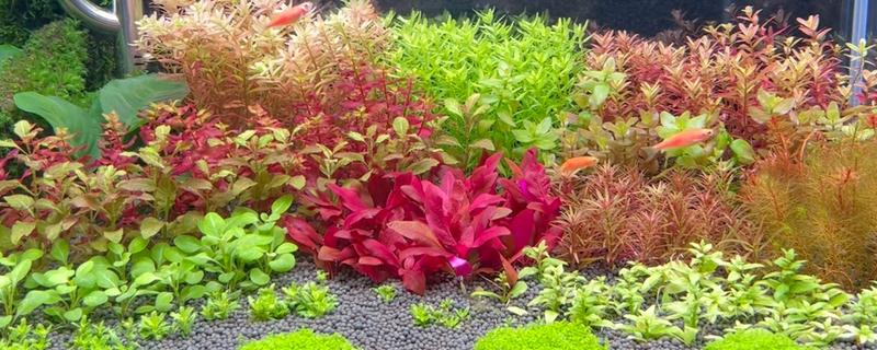 用陶粒种水草有哪些步骤,选择外形饱满没有裂痕的陶粒