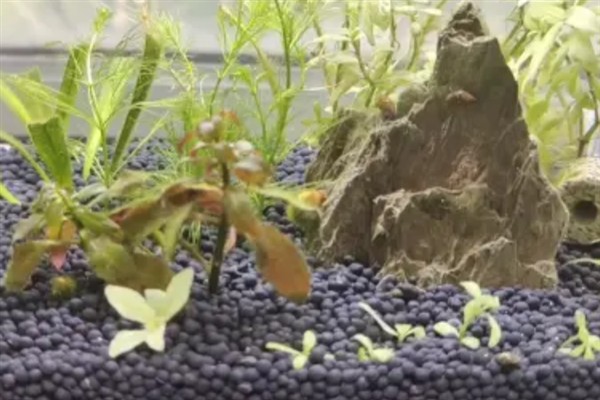 用陶粒种水草有哪些步骤,选择外形饱满没有裂痕的陶粒