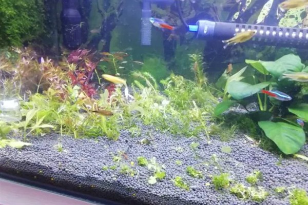 用陶粒种水草有哪些步骤,选择外形饱满没有裂痕的陶粒