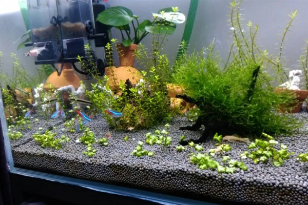 用陶粒种水草有哪些步骤,选择外形饱满没有裂痕的陶粒