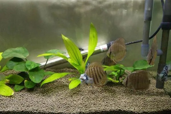 用陶粒种水草有哪些步骤,选择外形饱满没有裂痕的陶粒