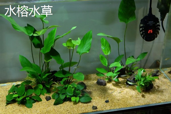 用陶粒种水草有哪些步骤,选择外形饱满没有裂痕的陶粒