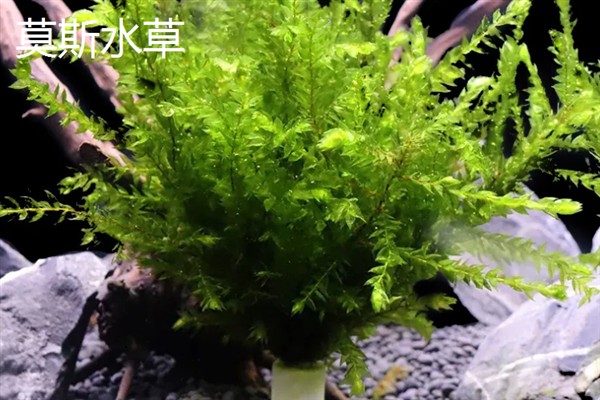 用陶粒种水草有哪些步骤,选择外形饱满没有裂痕的陶粒