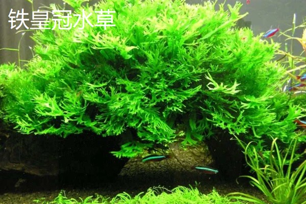 用陶粒种水草有哪些步骤,选择外形饱满没有裂痕的陶粒