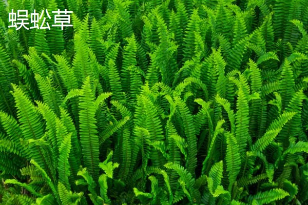 用陶粒种水草有哪些步骤,选择外形饱满没有裂痕的陶粒